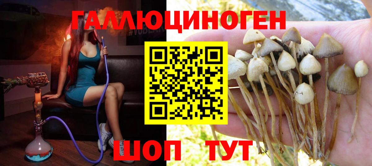 Шатура  Псилоцибиновые грибы Psilocybine cubensis  Вход с VPN 